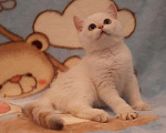 Кошки в Малоархангельске: Золотая малявочка., 20 000 руб. - фото 3