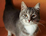 Кошки в других городах Московской области: Котенок ищет дом Мальчик, Бесплатно - фото 3