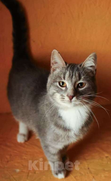 Кошки в других городах Московской области: Котенок ищет дом Мальчик, Бесплатно - фото 3