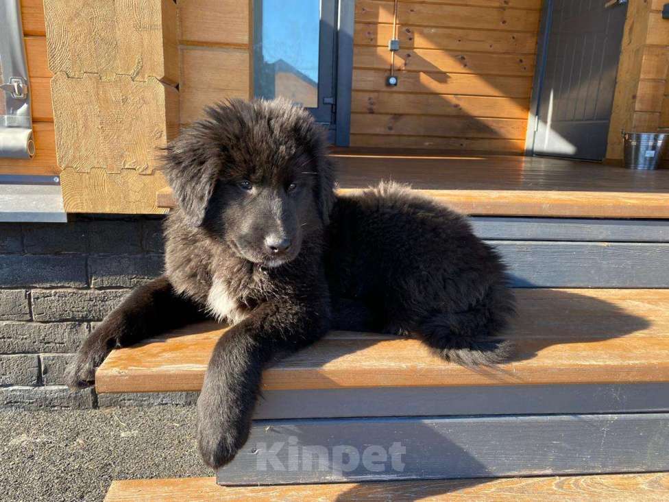 Собаки в других городах Ленинградской области: Щенки монгольского Банхара Девочка, Бесплатно - фото 2