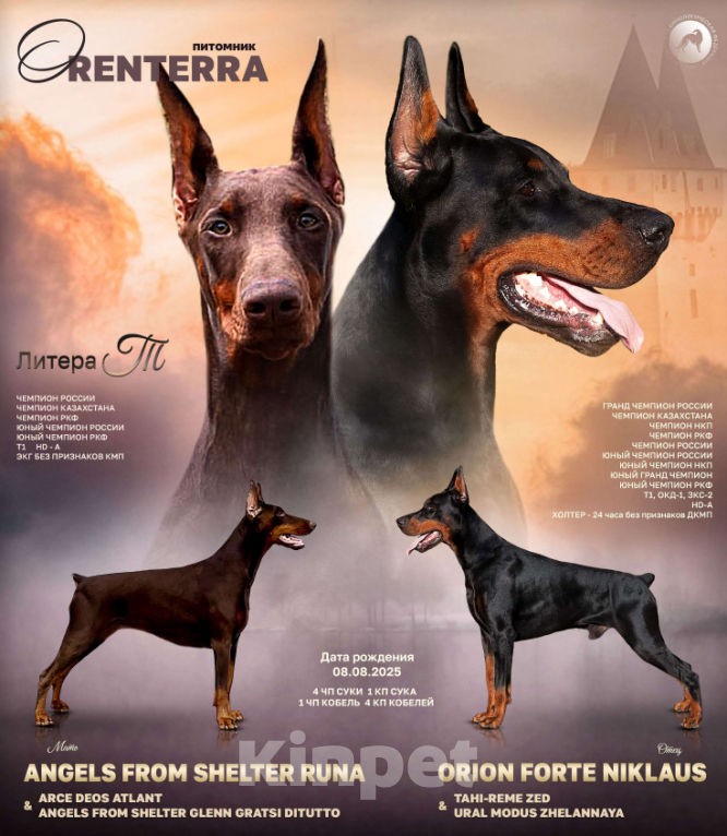 Собаки в Казани: Щенки добермана Мальчик, 60 000 руб. - фото 3