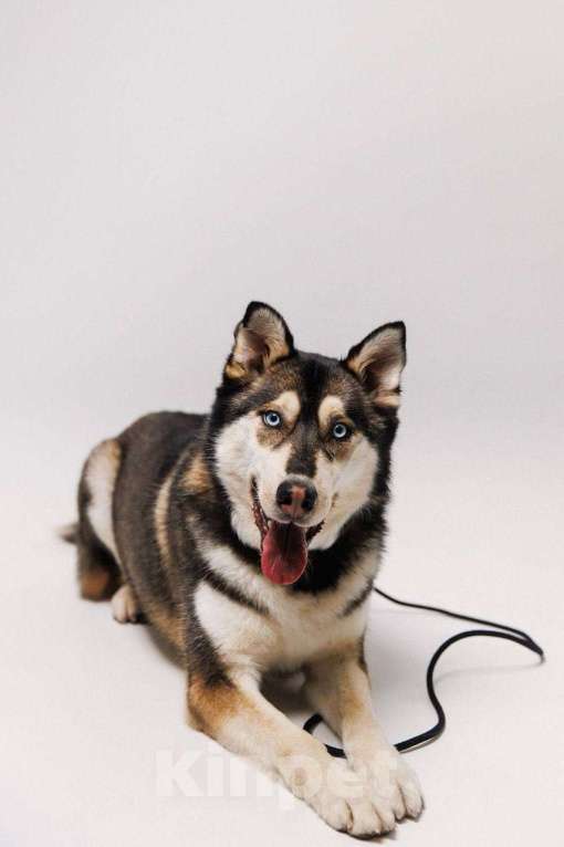 Собаки в Екатеринбурге: У нас снова не уехал Мейс… Больше того, по нему не было ни одного обращения… Мальчик, Бесплатно - фото 1