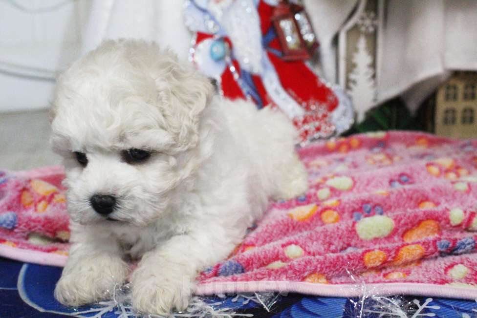 Собаки в Нижнем Новгороде: Щенок. Документы РКФ Мальчик, 70 000 руб. - фото 1