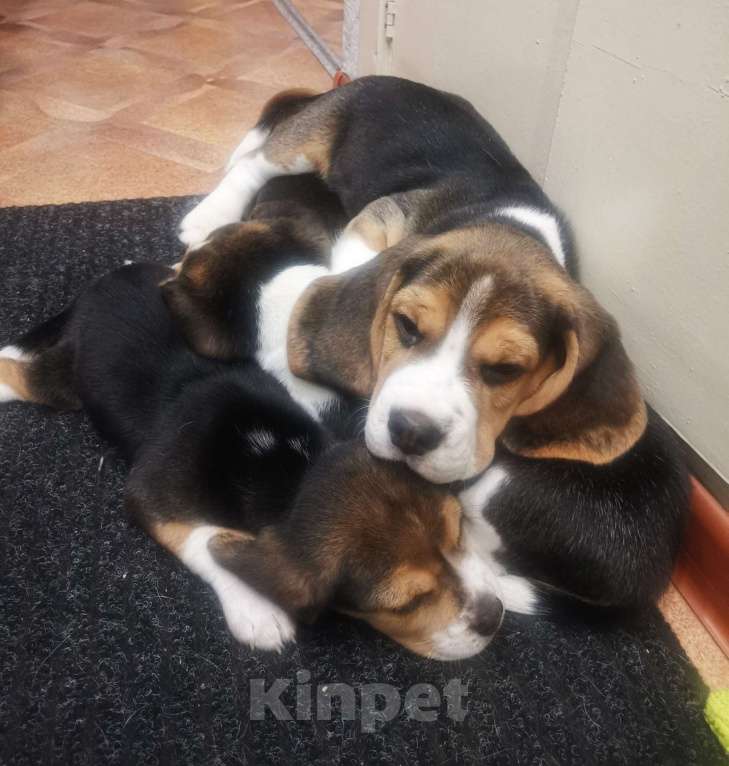 Собаки в Нижнем Новгороде: Бигль мальчик ищет любящего и заботливого хозяина Мальчик, 50 000 руб. - фото 5