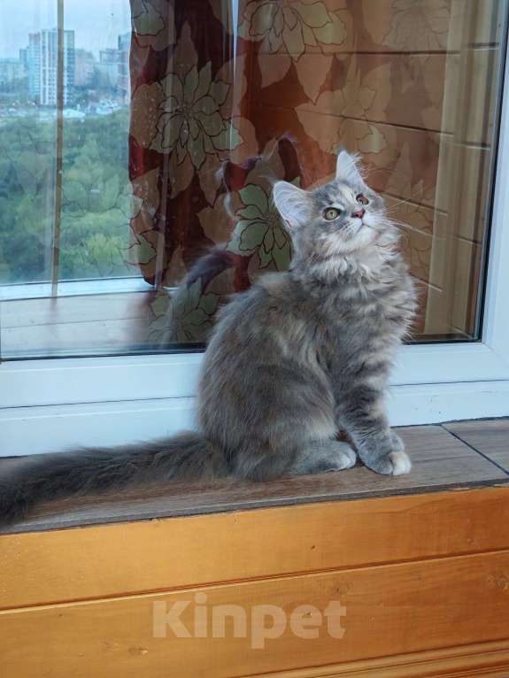 Кошки в Мурином: Девочка мейн-кун Девочка, Бесплатно - фото 9