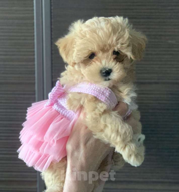 Собаки в Санкт-Петербурге: Мальтипу Ф1 мини девочка Девочка, 110 000 руб. - фото 2