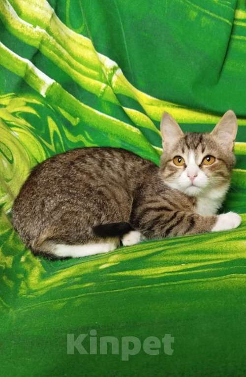 Кошки в Москве: Котёнок в добрые руки  Девочка, Бесплатно - фото 1
