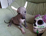 Собаки в Москве: Девочка мексиканская голая Девочка, 45 000 руб. - фото 2