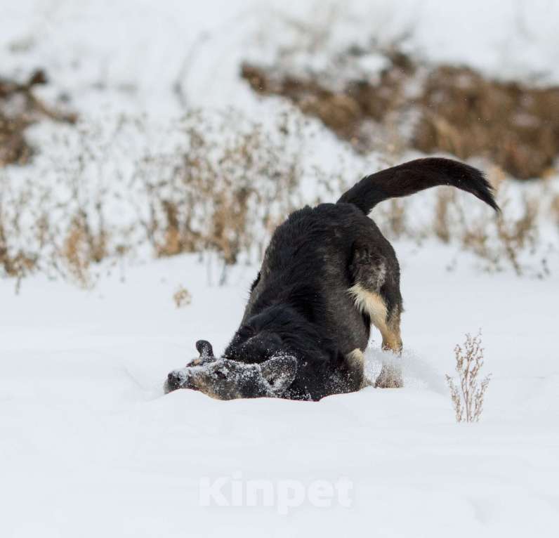 Собаки в других городах Пермского края: Брутальный внешне, а внутри мамочник Мальчик, Бесплатно - фото 4