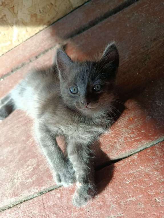 Кошки в Томске: Отдам котят в добрые руки Девочка, Бесплатно - фото 4