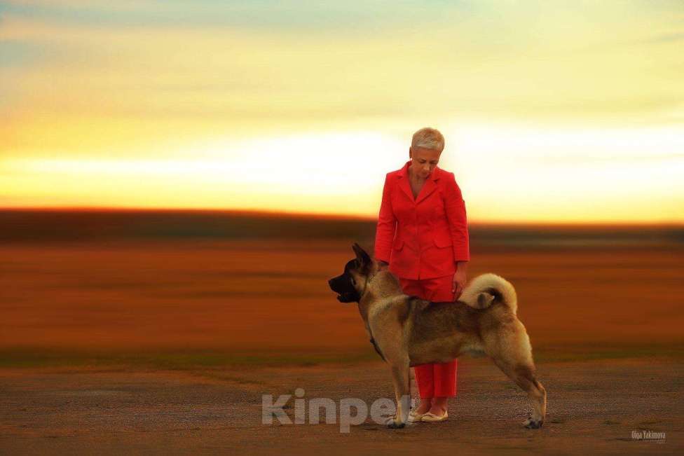 Собаки в Лабинске: Вязка Американец, 16 руб. - фото 1