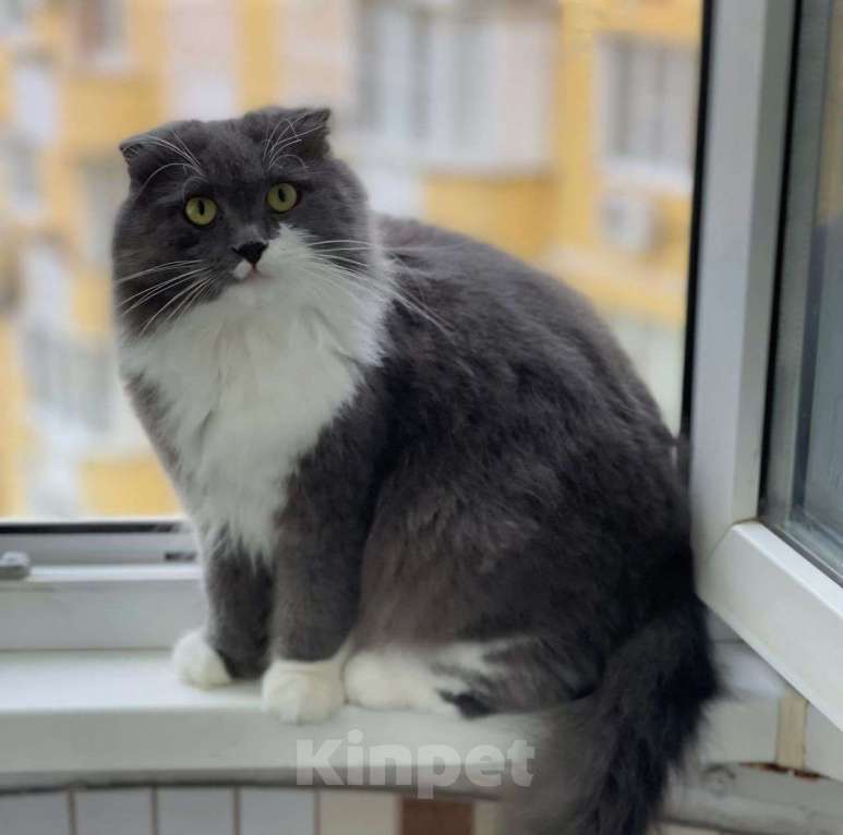 Кошки в Москве: Пушистая кошечка в добрые руки 🆘️ Срочный поиск дома Девочка, Бесплатно - фото 2