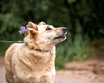 Собаки в других городах Владимирской области: Красивая коротколапая собака в добрые руки бесплатно Девочка, Бесплатно - фото 4