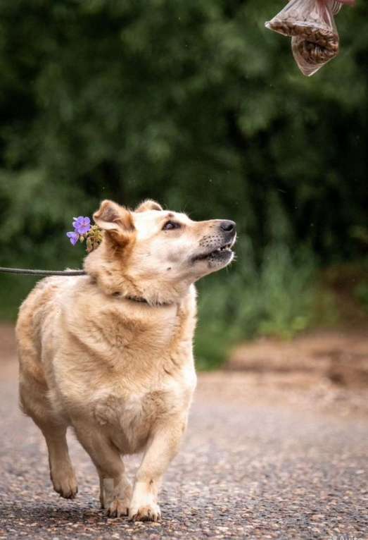 Собаки в других городах Владимирской области: Красивая коротколапая собака в добрые руки бесплатно Девочка, Бесплатно - фото 4