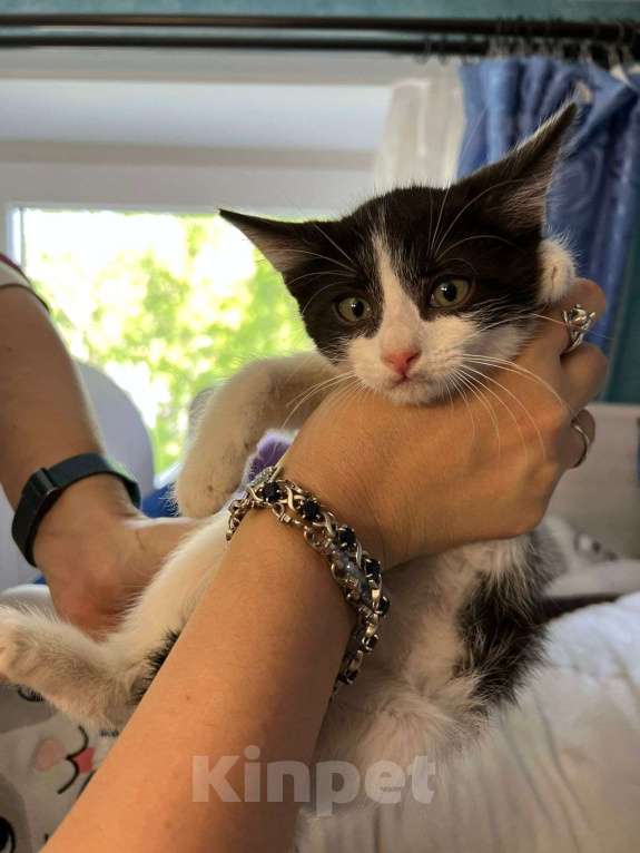 Кошки в Москве: Котята в добрые руки Девочка, Бесплатно - фото 4