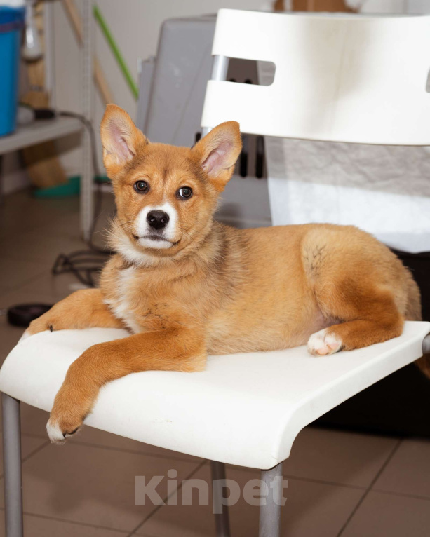 Собаки в Москве: Щенок-девочка ищет дом Девочка, Бесплатно - фото 6