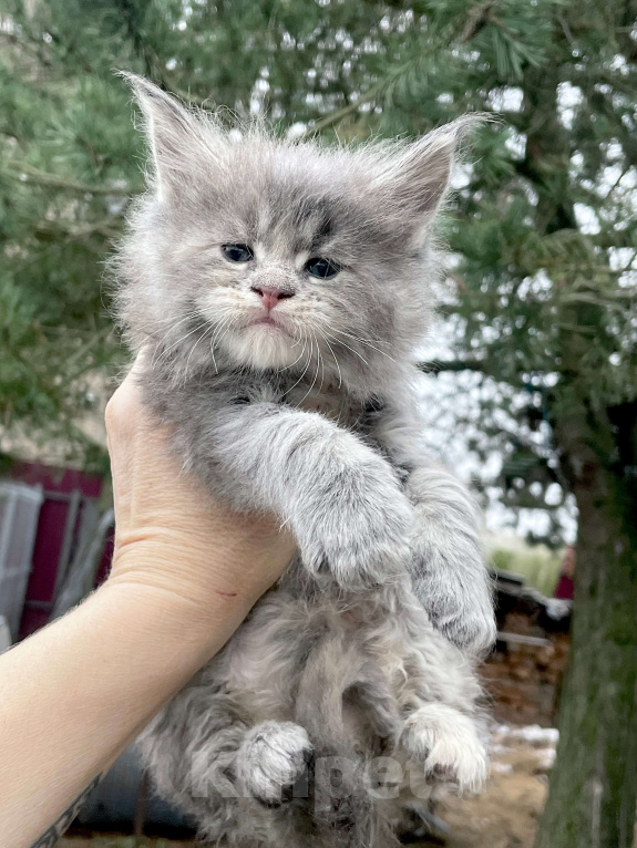Кошки в других городах Ленинградской области: Мейн кун котенок Девочка, 50 000 руб. - фото 1