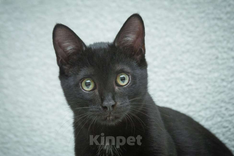 Кошки в Москве: Ищет свою семью малыш Уголек!  Мальчик, Бесплатно - фото 1