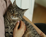 Кошки в Москве: Ласковый малыш Печенье в добрые руки! Мальчик, Бесплатно - фото 10