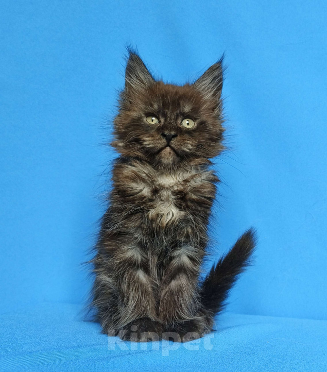 Кошки в Москве: Котёнок Мейн-Кун Мальчик Мальчик, 65 000 руб. - фото 1