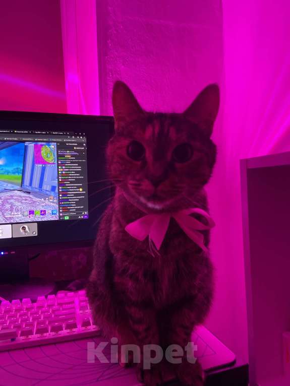 Кошки в Санкт-Петербурге: Кошка в добрые руки Девочка, Бесплатно - фото 5