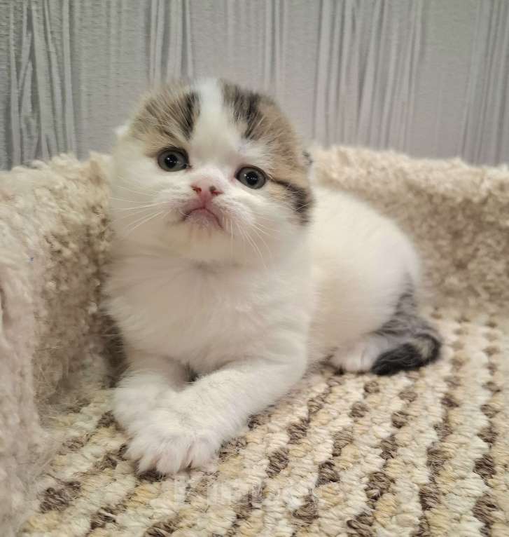 Кошки в Ярославле: Шотландский вислоухий короткошерстный малыш Мальчик, 35 000 руб. - фото 3