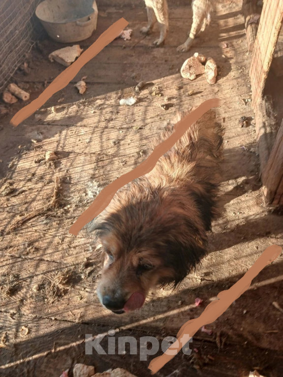 Собаки в Москве: Небольшая собачка в добрые руки Девочка, Бесплатно - фото 2