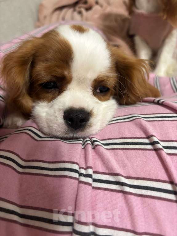Собаки в Санкт-Петербурге: Щеночки кавалер кинг чарльз спаниель Мальчик, 120 000 руб. - фото 2