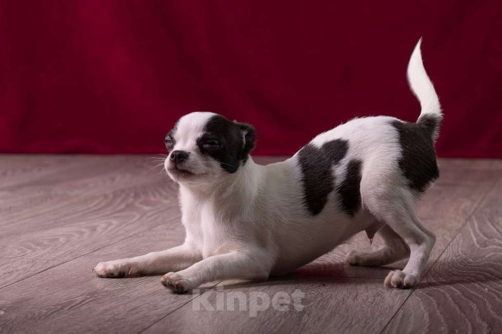 Собаки в Балашихе: Мальчик  чихуахуа  Мальчик, 25 000 руб. - фото 3