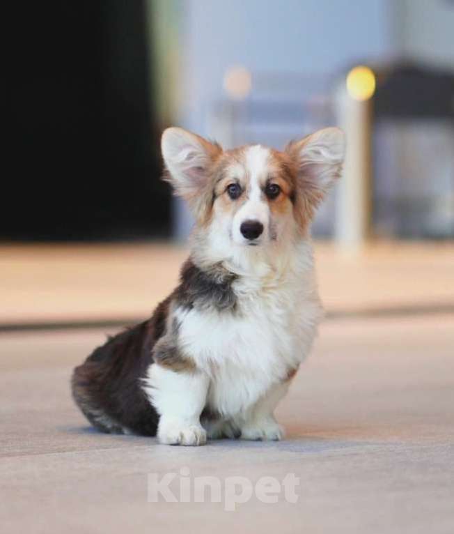 Собаки в Санкт-Петербурге: Щенок пет класса флаффи Мальчик, 60 000 руб. - фото 5