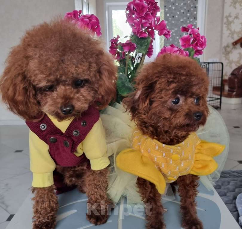 Собаки в Новосибирске:  теди тикап девочка от китайской пары  Девочка, 120 000 руб. - фото 3