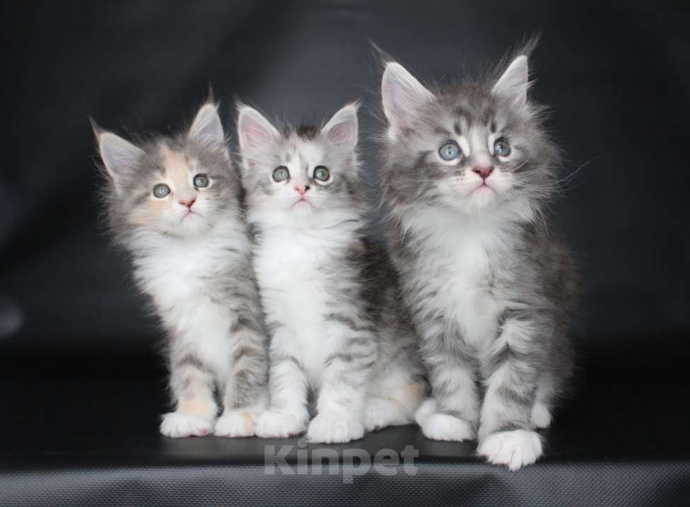 Кошки в Екатеринбурге: Котёнок мейн-кун Даймонд Мальчик Мальчик, 50 000 руб. - фото 3