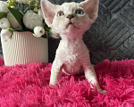Кошки в Москве: Котенок Девон Рекс мальчик с голубыми глазами Мальчик, 60 000 руб. - фото 6