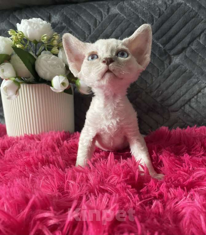 Кошки в Москве: Котенок Девон Рекс мальчик с голубыми глазами Мальчик, 60 000 руб. - фото 6