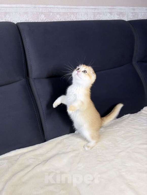 Кошки в Москве: Шотландская вислоухая кошечка Девочка, 45 000 руб. - фото 6