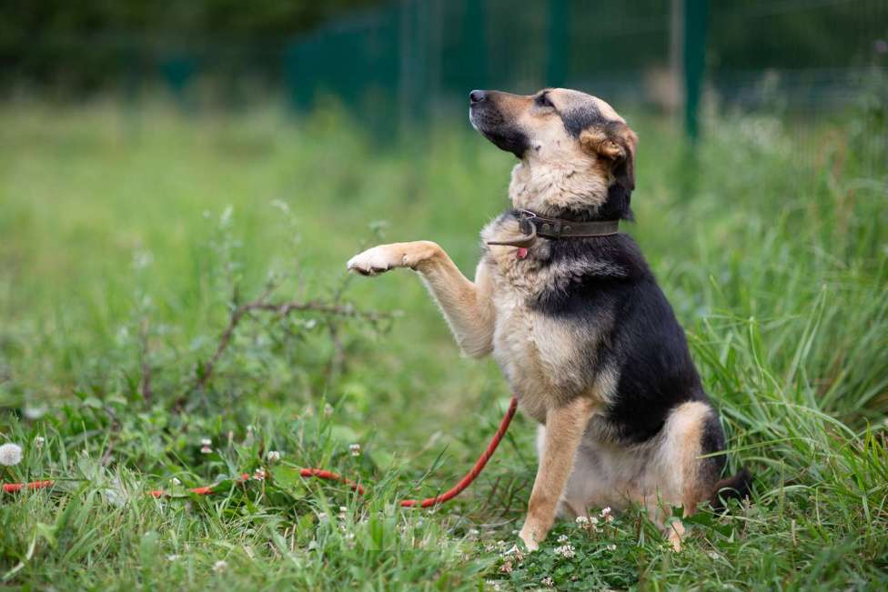 Собаки в Москве: Джессика Девочка, Бесплатно - фото 2