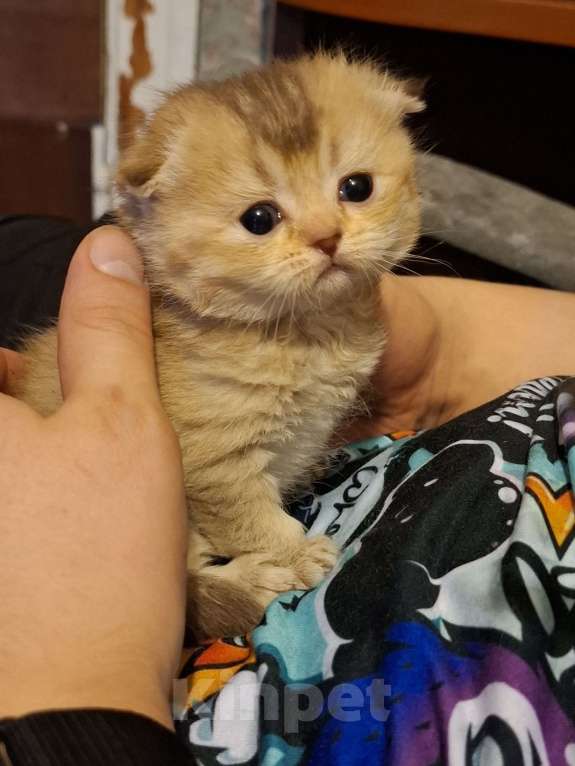 Кошки в Москве: Шотландские вислоухие котята Разнополые, 15 000 руб. - фото 10