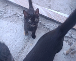 Кошки в других городах Крыма: Котята даром Девочка, Бесплатно - фото 3