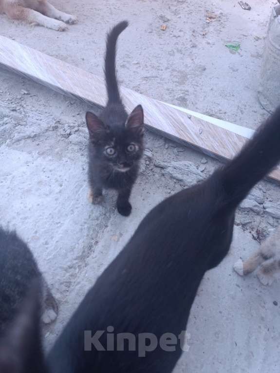 Кошки в других городах Крыма: Котята даром Девочка, Бесплатно - фото 3