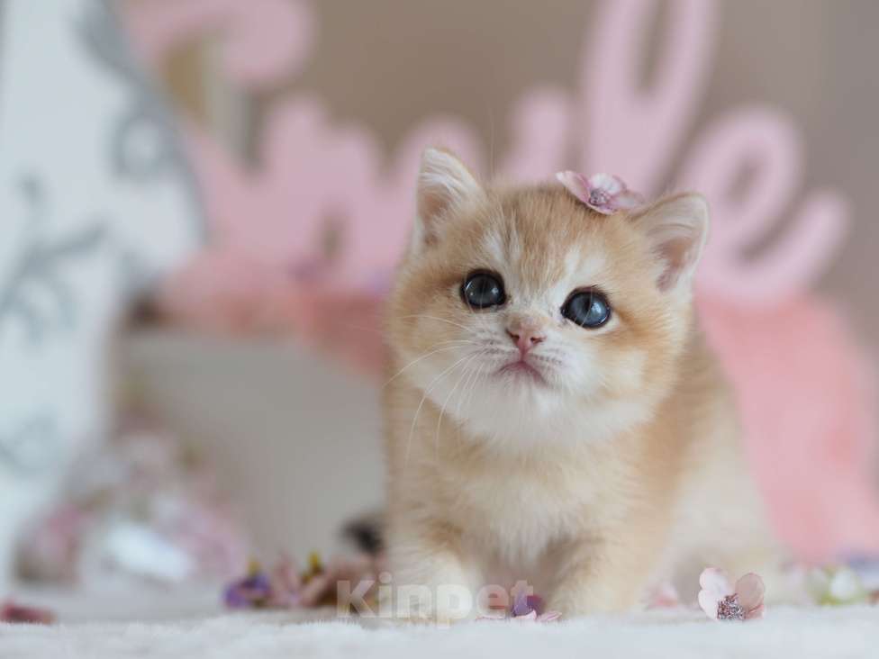 Кошки в Москве: Британская девочка Шелби Девочка, 150 000 руб. - фото 4