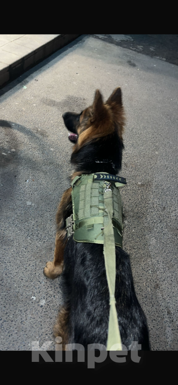 Собаки в Казани: Немецкая овчарка   Девочка, 25 000 руб. - фото 2