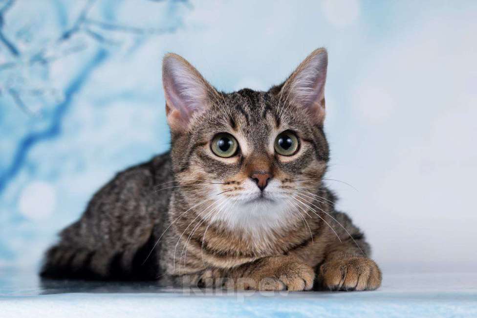 Кошки в Москве: Котёнок в добрые руки  Мальчик, Бесплатно - фото 2