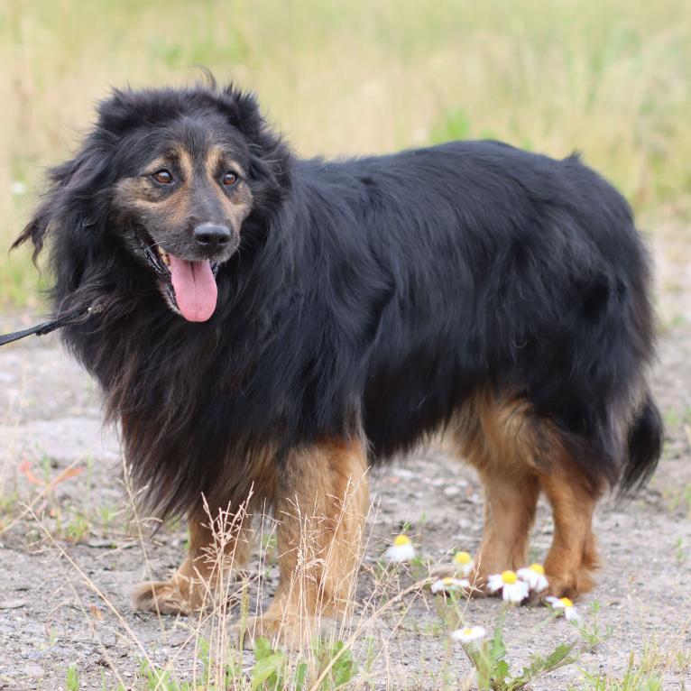 Собаки в Москве: Красивый пушистый мини тибетский мастифф Мальчик, Бесплатно - фото 2
