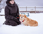Собаки в Москве: Маленький пёсик иет семью Мальчик, Бесплатно - фото 3