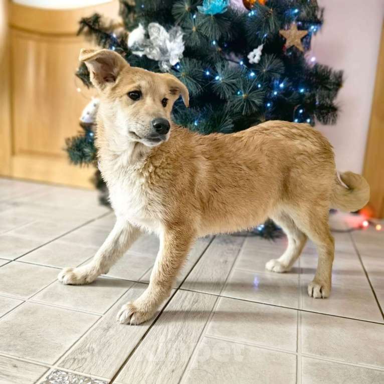 Собаки в Санкт-Петербурге: Щенок девочка в добрые руки! Девочка, Бесплатно - фото 3