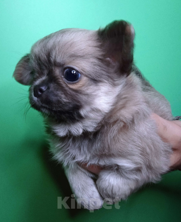 Собаки в Санкт-Петербурге: Щенок чихуахуа, длинношерстная красавица редкого окраса.  Девочка, 60 000 руб. - фото 2