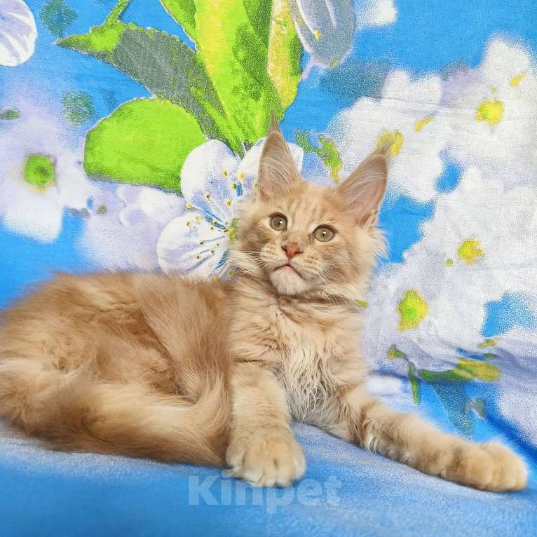 Кошки в Москве: Мейн-Кун Мальчик Мальчик, 65 000 руб. - фото 6