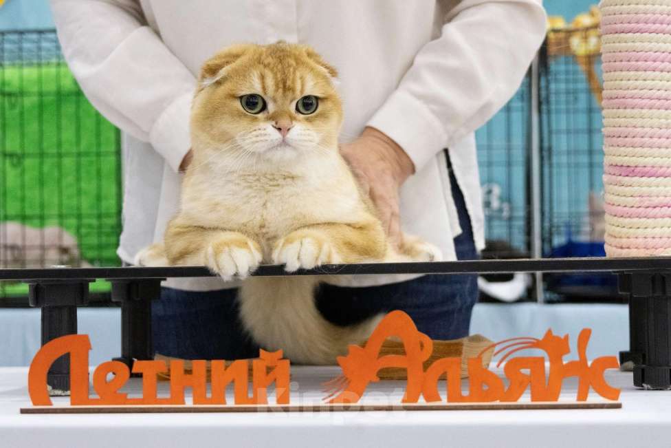 Кошки в Санкт-Петербурге: Шотландский кот Мальчик, 45 000 руб. - фото 3