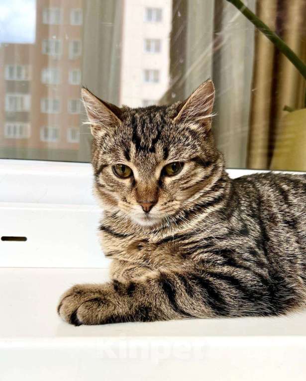 Кошки в Москве: Полосатый котик Лекс – станет другом навсегда! В добрые руки Мальчик, Бесплатно - фото 3
