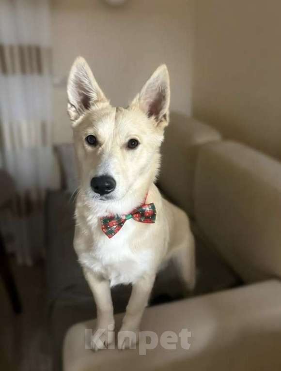 Собаки в Москве: Щенок Бади ищет дом Мальчик, Бесплатно - фото 1